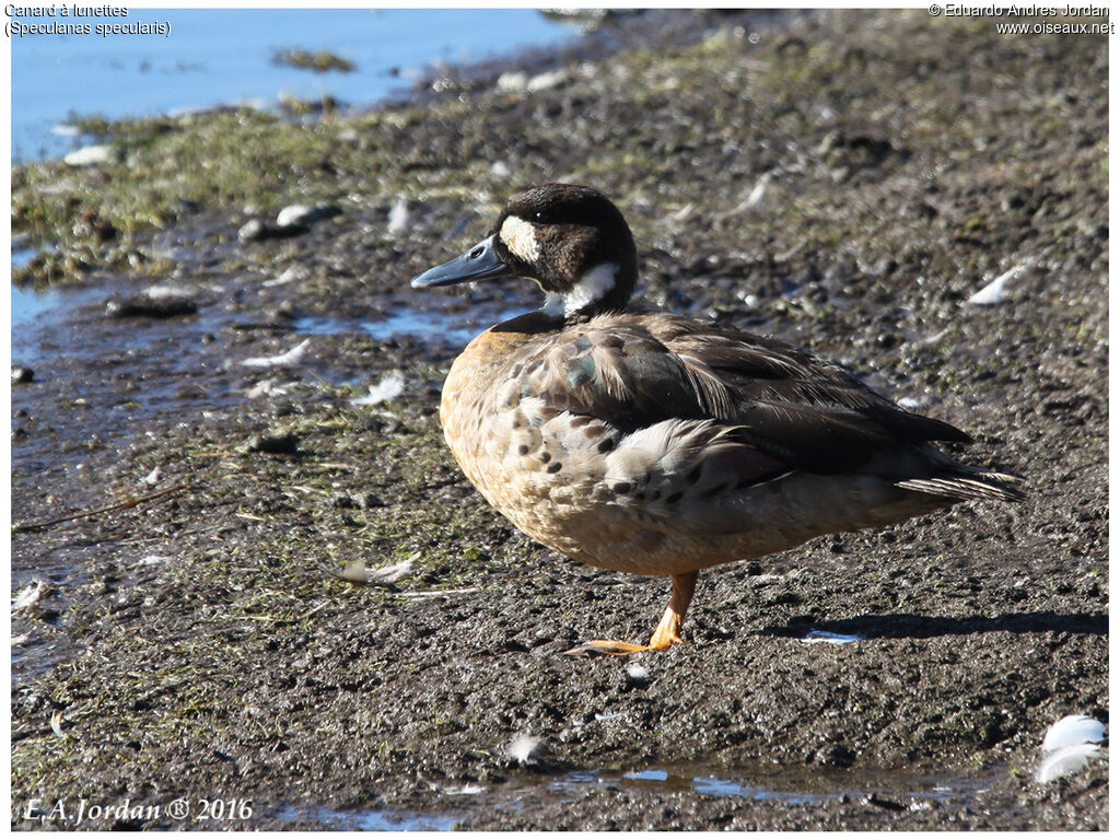 Bronze-winged Duckadult