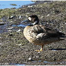 Canard à lunettes
