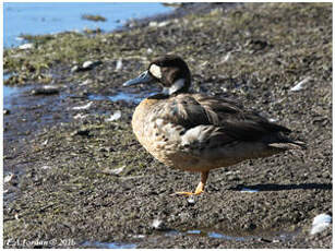 Canard à lunettes