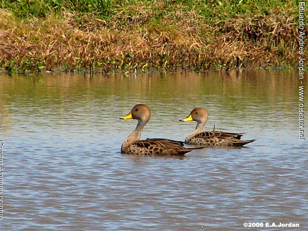 Canard à queue pointue 