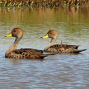 Yellow-billed Pintail