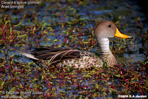 Canard à queue pointue