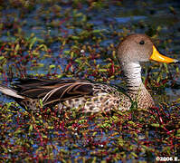 Canard à queue pointue