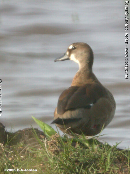 Canard amazonette femelle