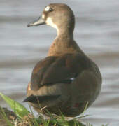 Brazilian Teal