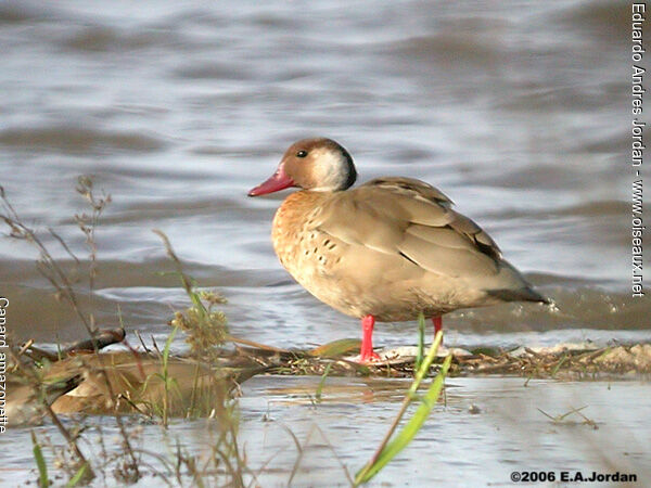 Canard amazonette mâle juvénile, identification