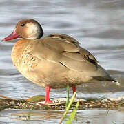 Brazilian Teal