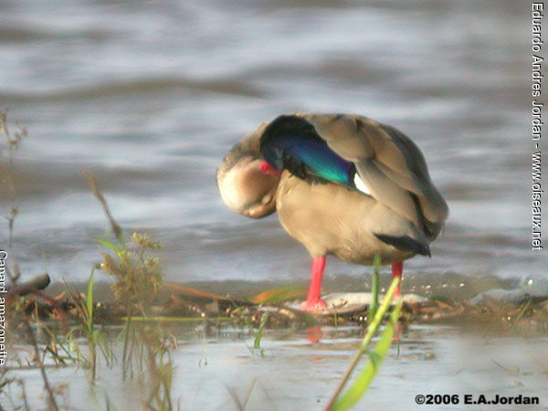 Canard amazonette mâle juvénile