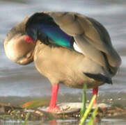 Brazilian Teal