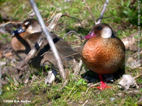 Canard amazonette adulte