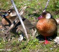 Canard amazonette