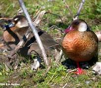 Canard amazonette