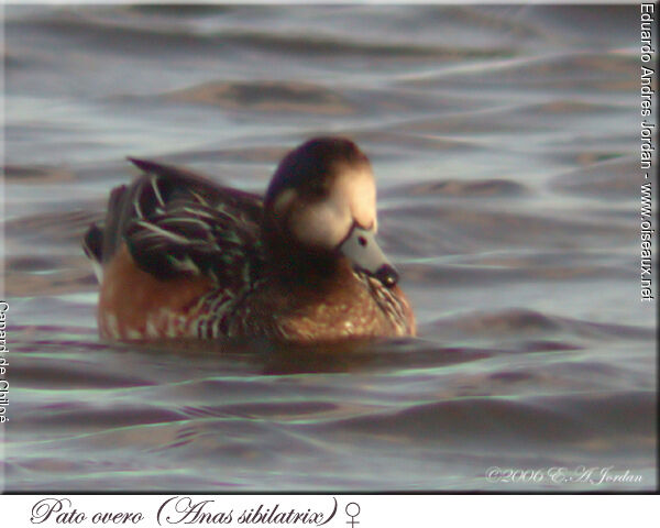 Canard de Chiloé femelle