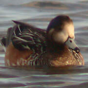 Canard de Chiloé