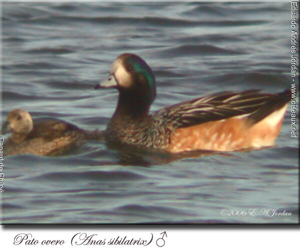 Canard de Chiloé mâle