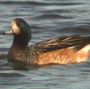 Canard de Chiloé