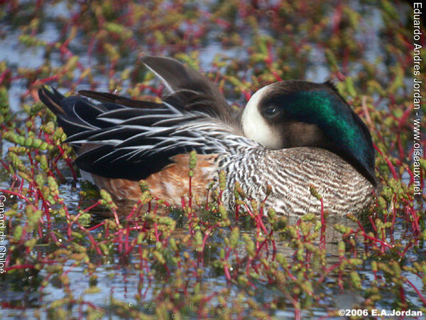 Canard de Chiloé mâle