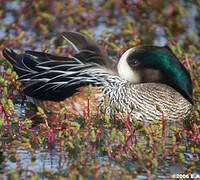 Chiloe Wigeon