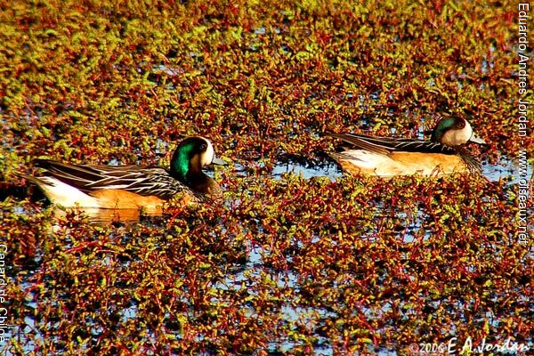 Canard de Chiloé 