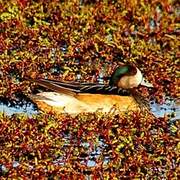 Chiloe Wigeon