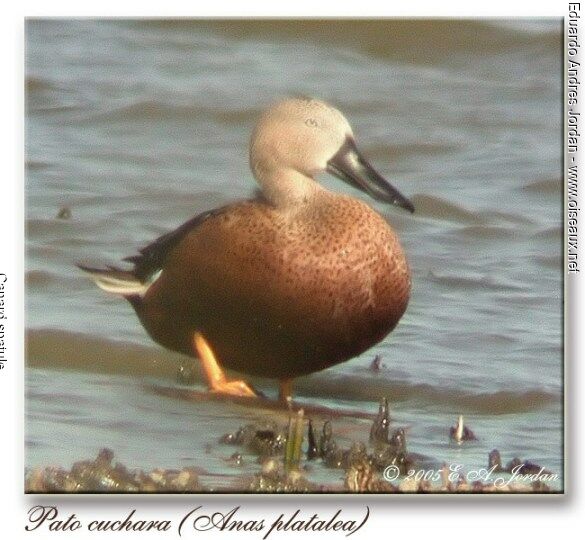 Red Shoveler