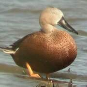 Red Shoveler