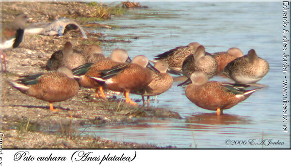 Red Shoveler