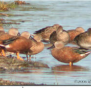 Canard spatule