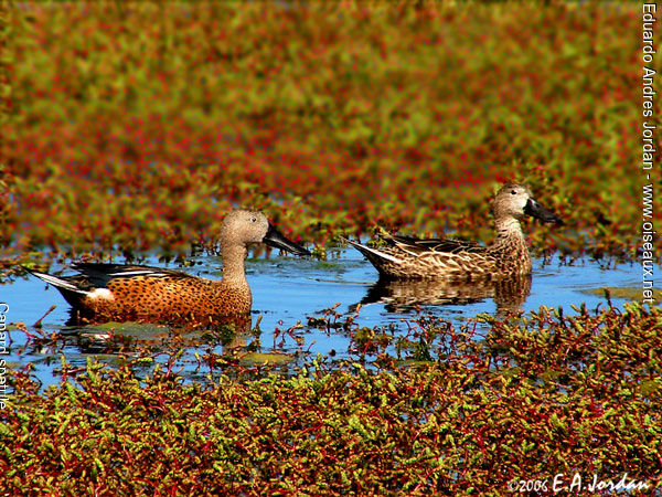 Red Shoveler 