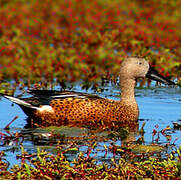 Canard spatule