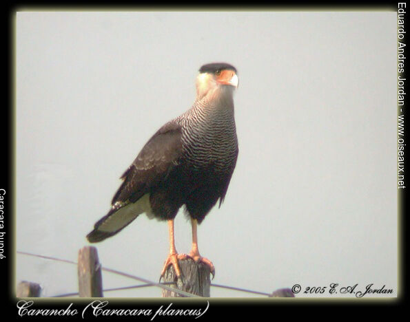 Southern Crested Caracaraadult
