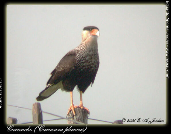 Caracara huppéadulte