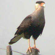 Caracara huppé