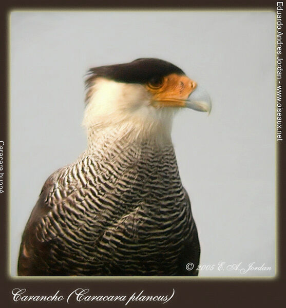 Caracara huppéadulte