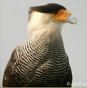 Caracara huppé