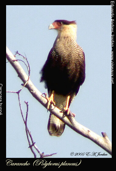 Caracara huppéadulte