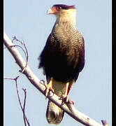 Caracara huppé