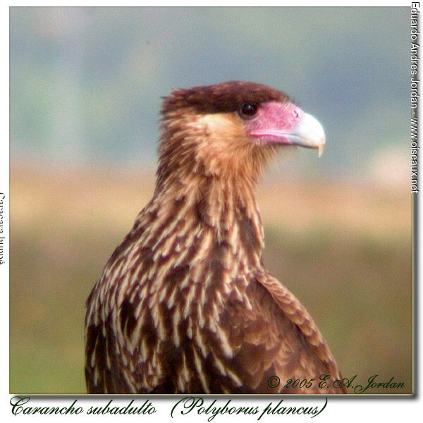 Caracara huppésubadulte