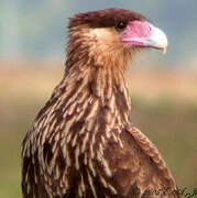 Caracara huppé