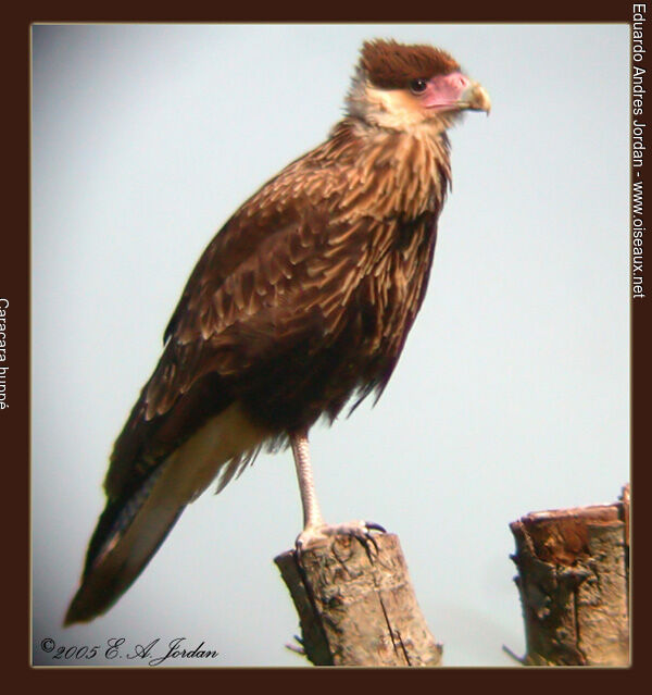 Caracara huppésubadulte