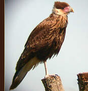 Caracara huppé