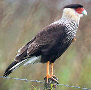 Caracara huppé