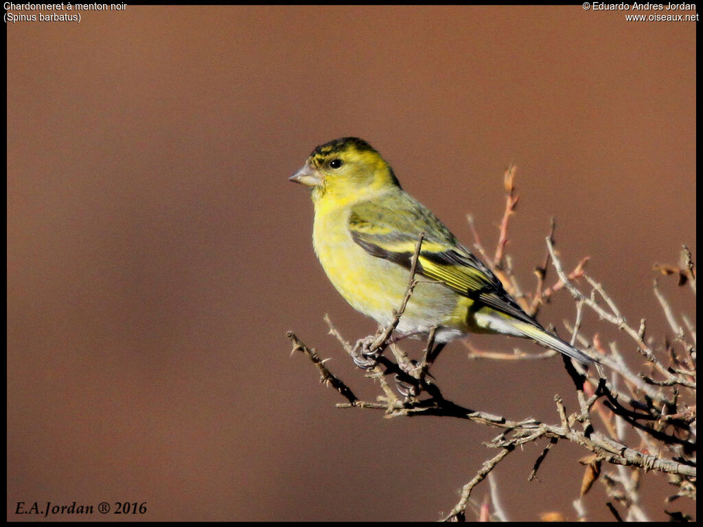 Black-chinned Siskin male subadult