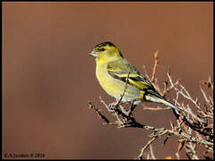 Black-chinned Siskin