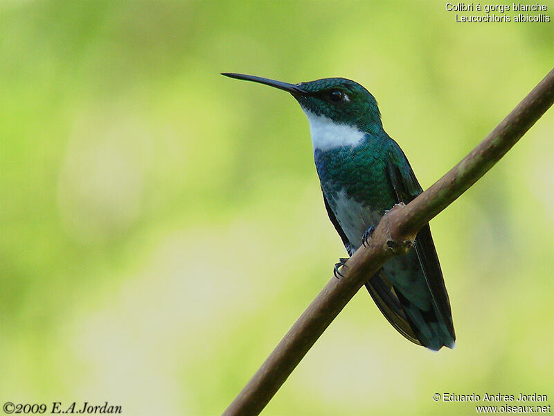 Colibri à gorge blanche