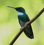 White-throated Hummingbird