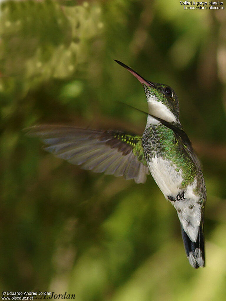 White-throated Hummingbird