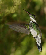 Colibri à gorge blanche