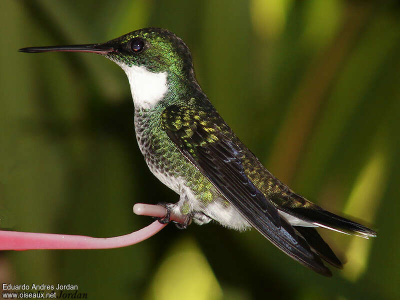 Colibri à gorge blancheadulte, identification