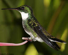 Colibri à gorge blanche